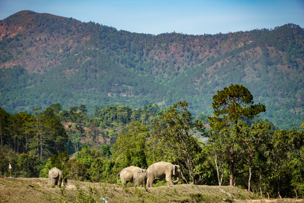 thajsko sloni