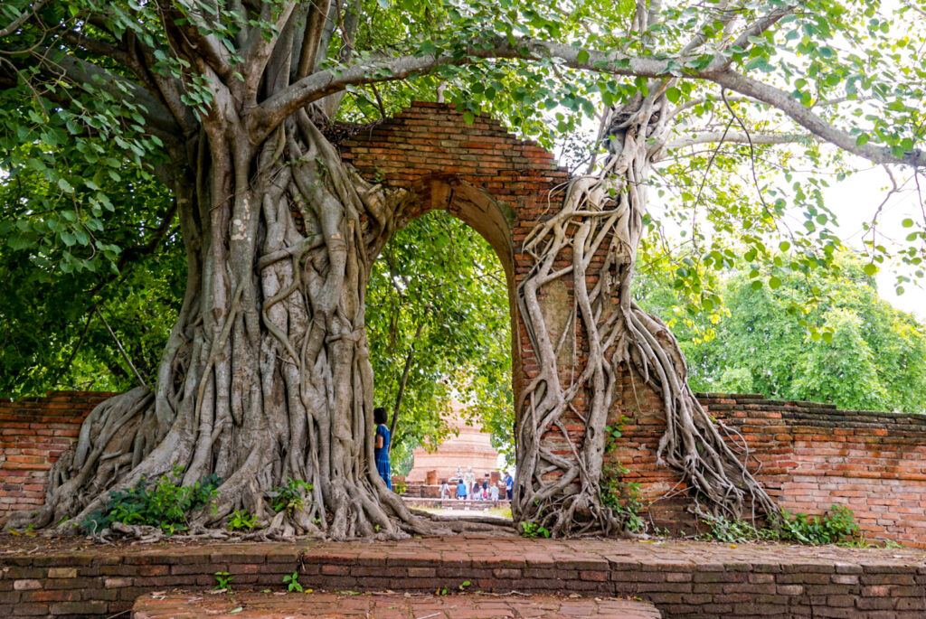 ayutthaya wat phra ngam