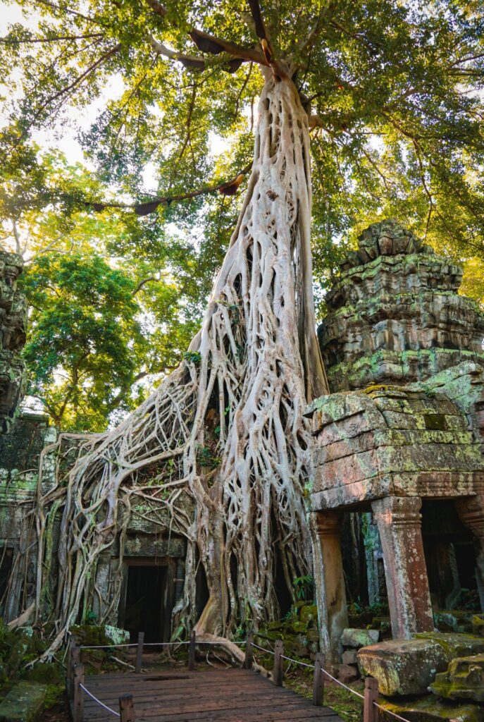 angkor wat ta prohm