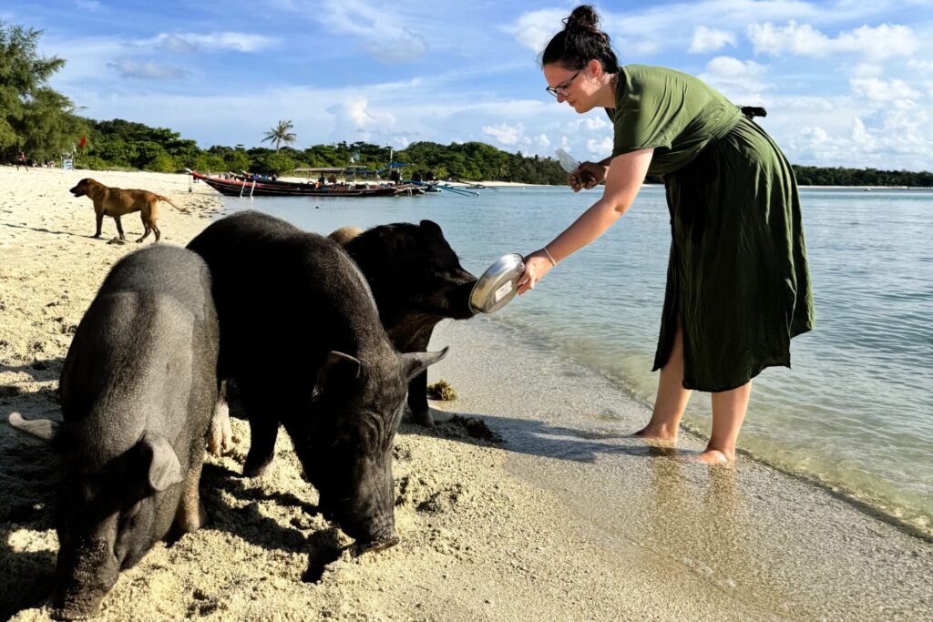 Pig Island Koh Madsum Recenze prasátka koh samui
