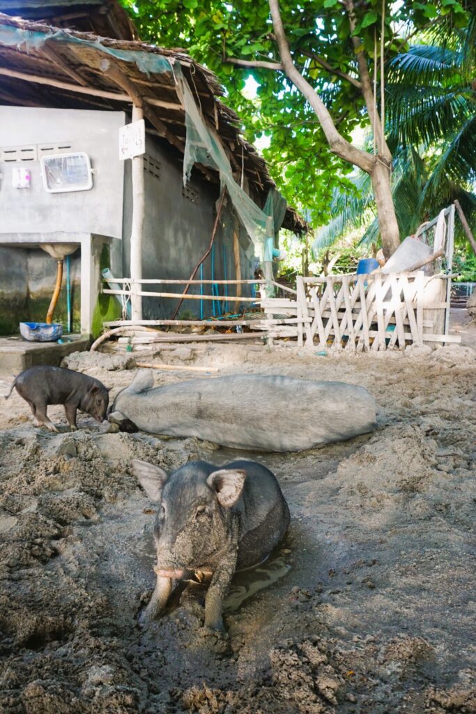 Pig Island Koh Madsum Recenze prasátka koh samui