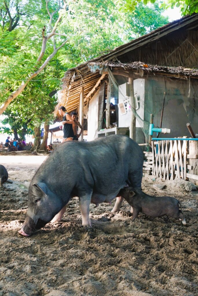 Pig Island Koh Madsum Recenze prasátka koh samui
