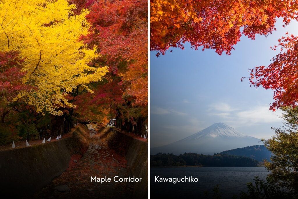 japonsko podzimní listí fuji