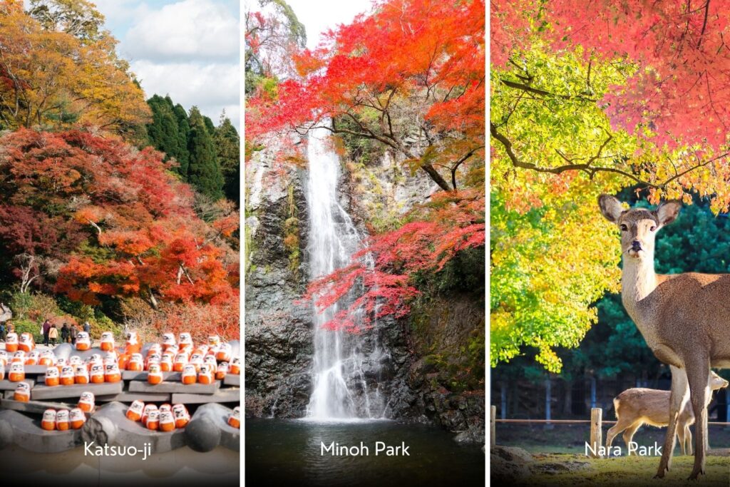 japonsko podzimní listí osaka nara